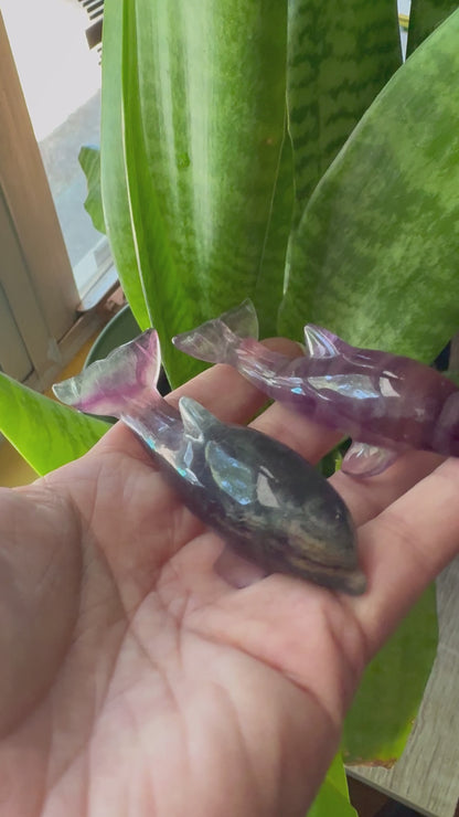 Fluorite Dolphins